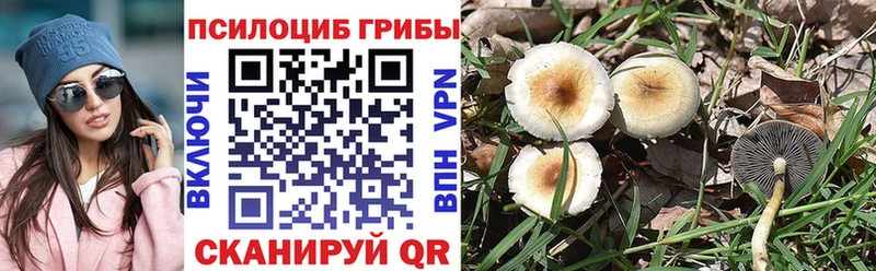 Купить закладки  Павловск  Псилоцибиновые грибы Cubensis 